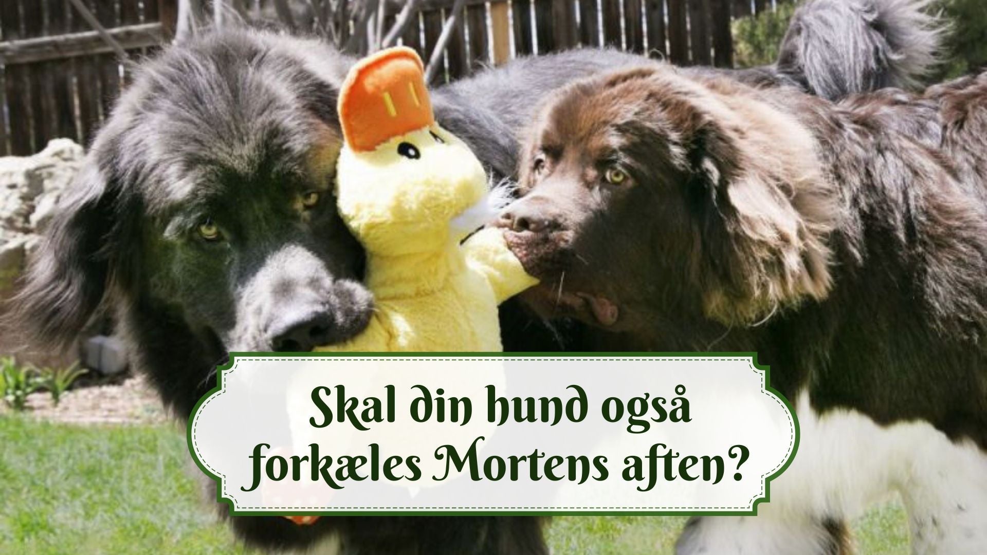 Mortens aften