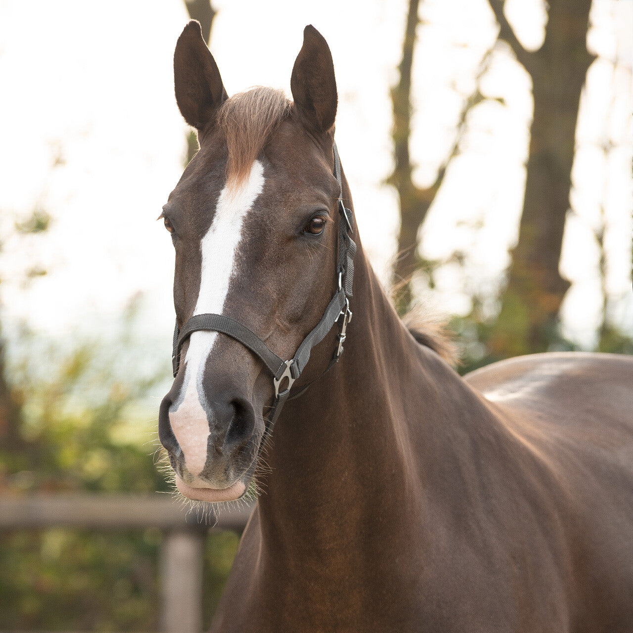 QHP Klassisk foldgrime