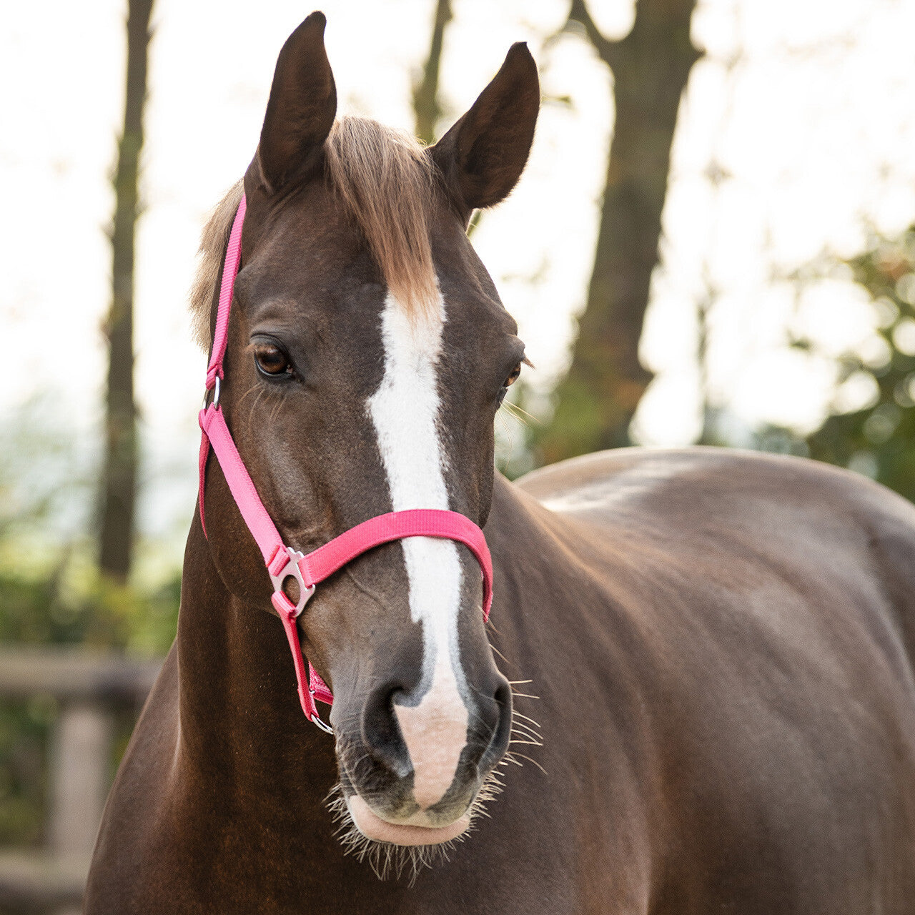 QHP Klassisk foldgrime