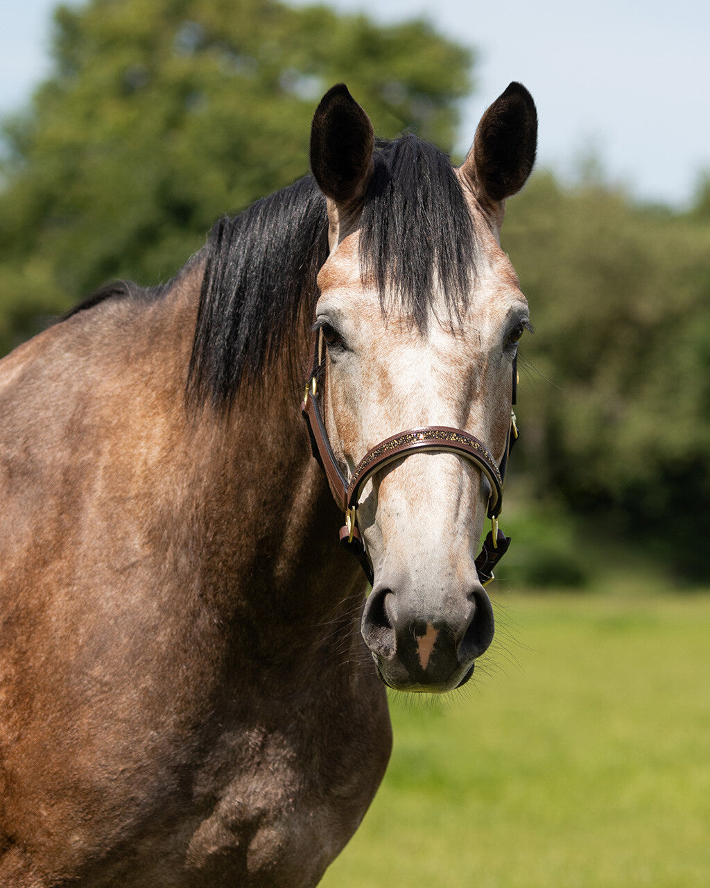 QHP Lupin Grime i læder