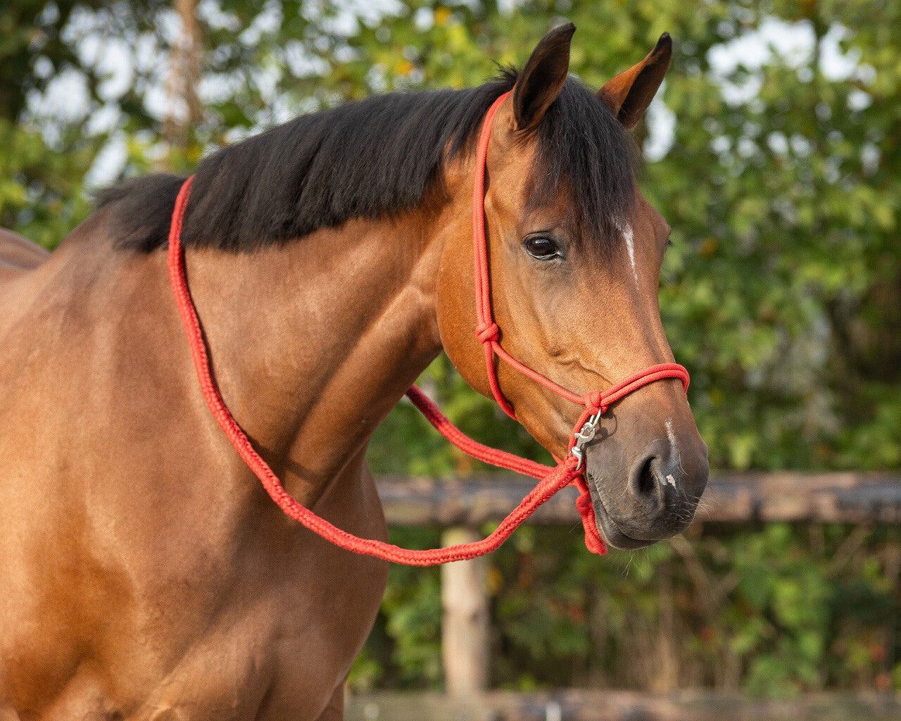 QHP Rebgrime med tøjler