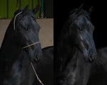 QHP Foto grime til heste