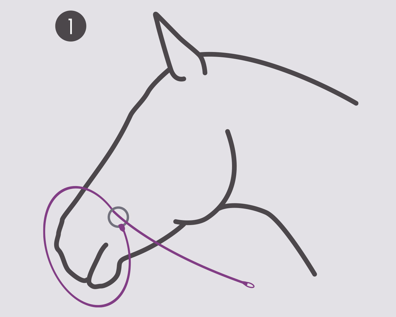 QHP Foto grime til heste