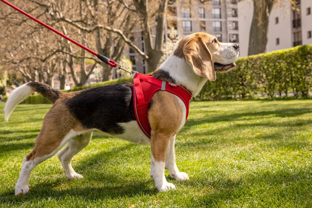 Curli Magnetic Vest Harness Air-Mesh