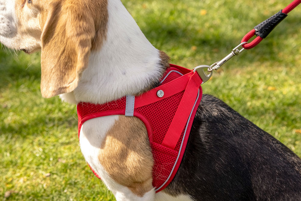 Curli Magnetic Vest Harness Air-Mesh