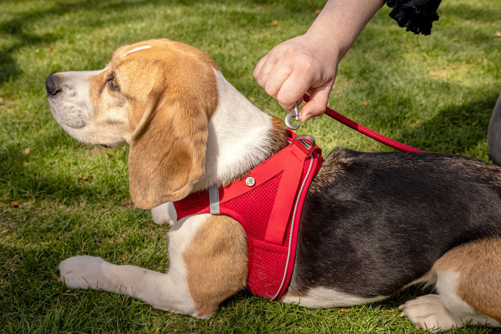 Curli Magnetic Vest Harness Air-Mesh