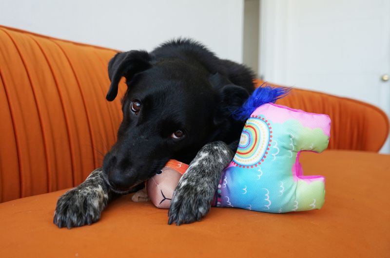 KONG Ballistic Vibez Llamas