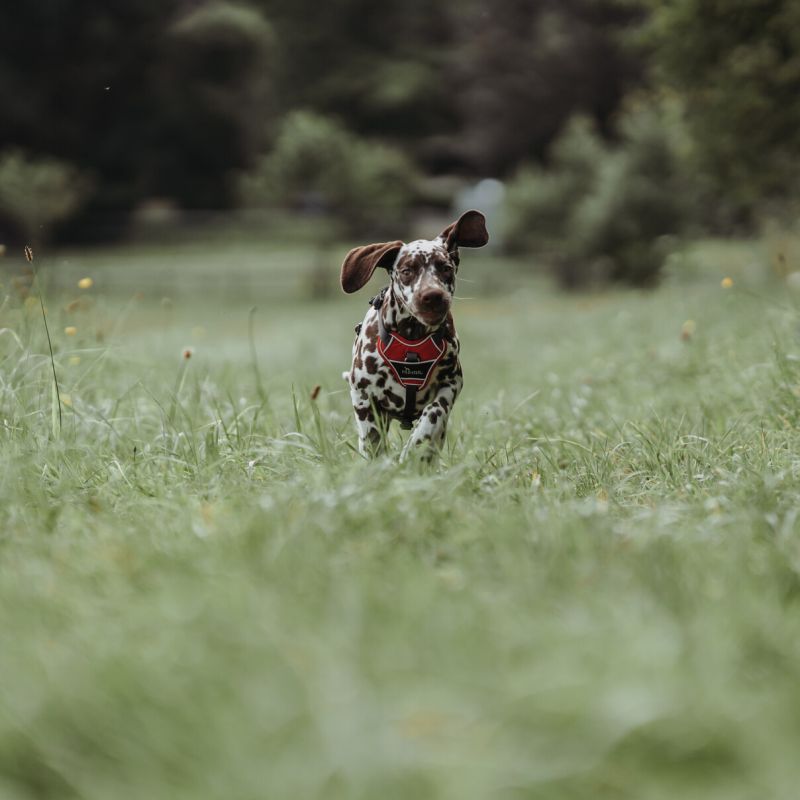 Hunter Divo sele *flere farver*