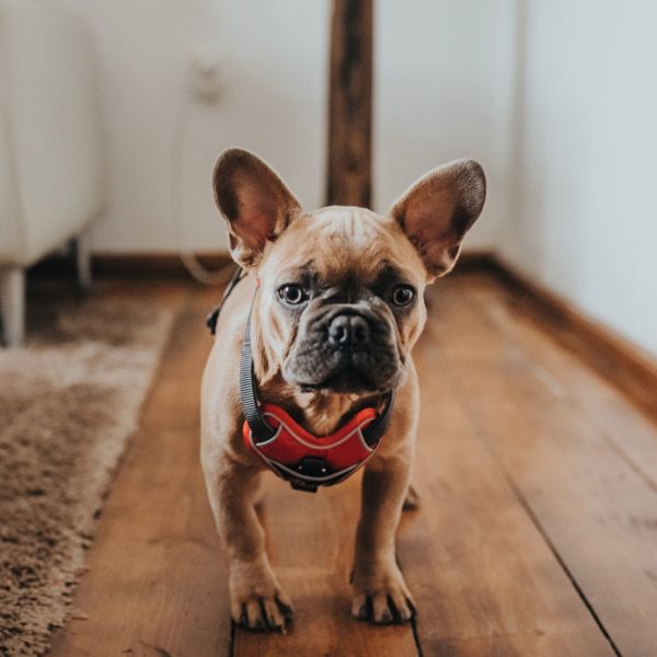 Hunter Divo sele *flere farver*