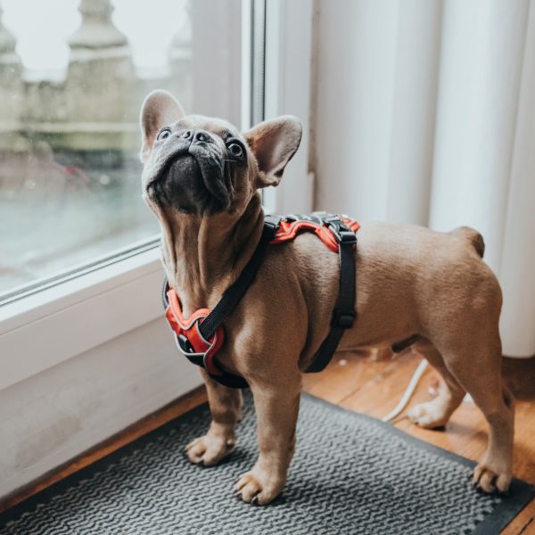 Hunter Divo sele *flere farver*