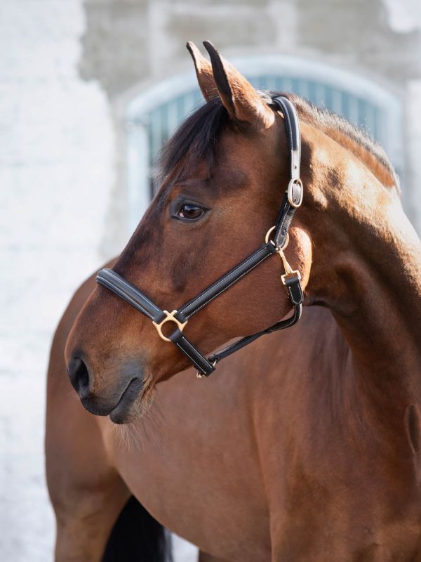 Jacson Cancun Lædergrime