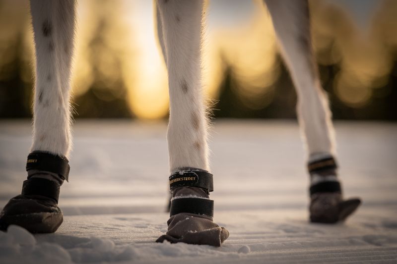 Seleverkstedet High Endurance Hundsko 4-pak