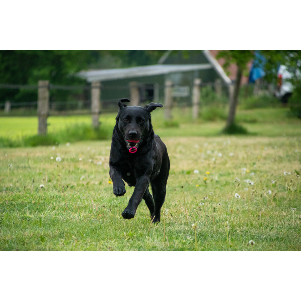 Dog Comets Blazar Jet