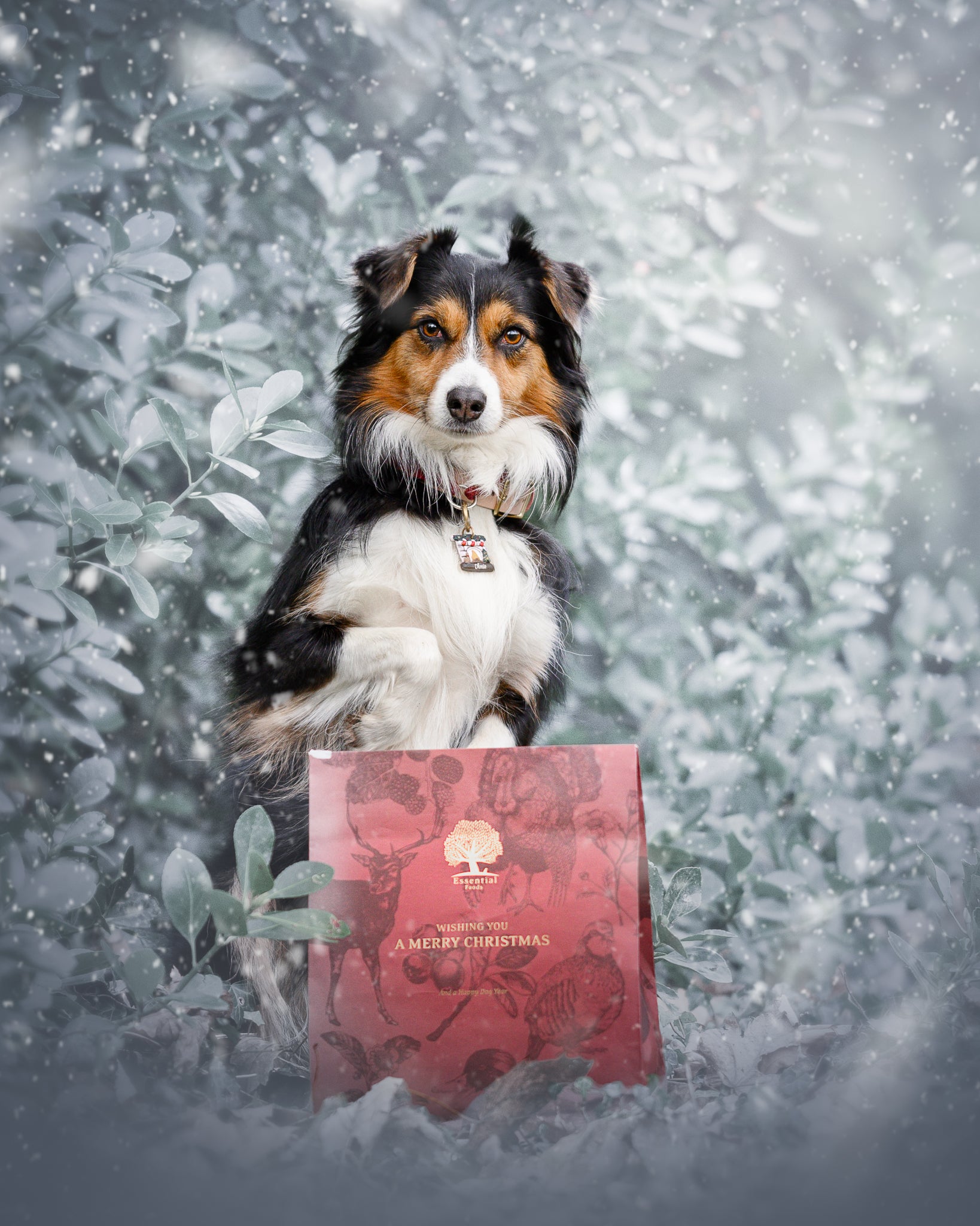 ESSENTIAL FOODS Christmas Dog Present