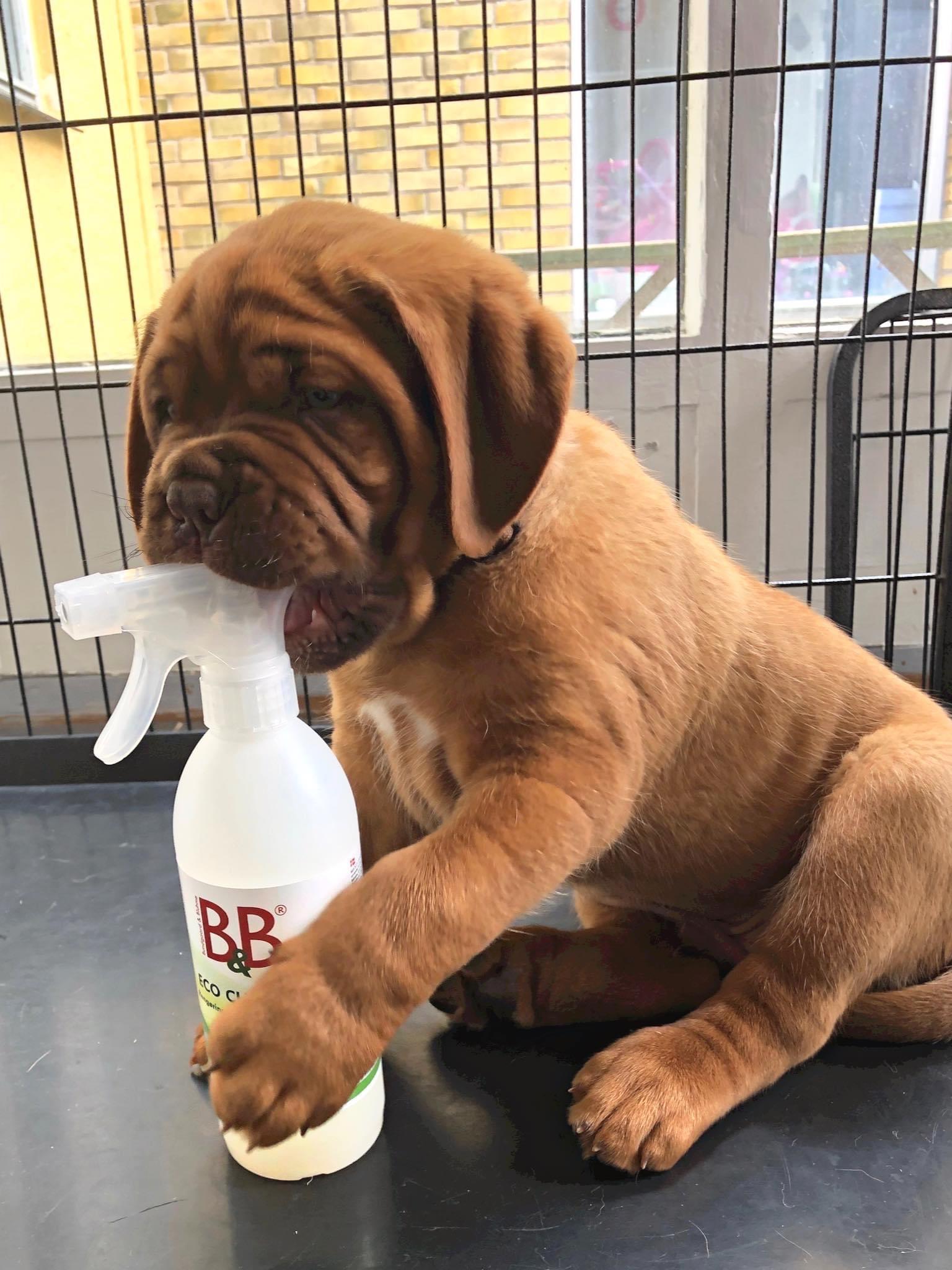 B&B ECO CLEANER – Citrus 500 ml