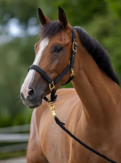 Covalliero TopLine Grime