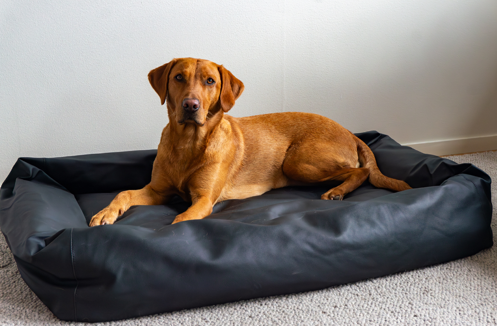 Active Canis Lounge Bed