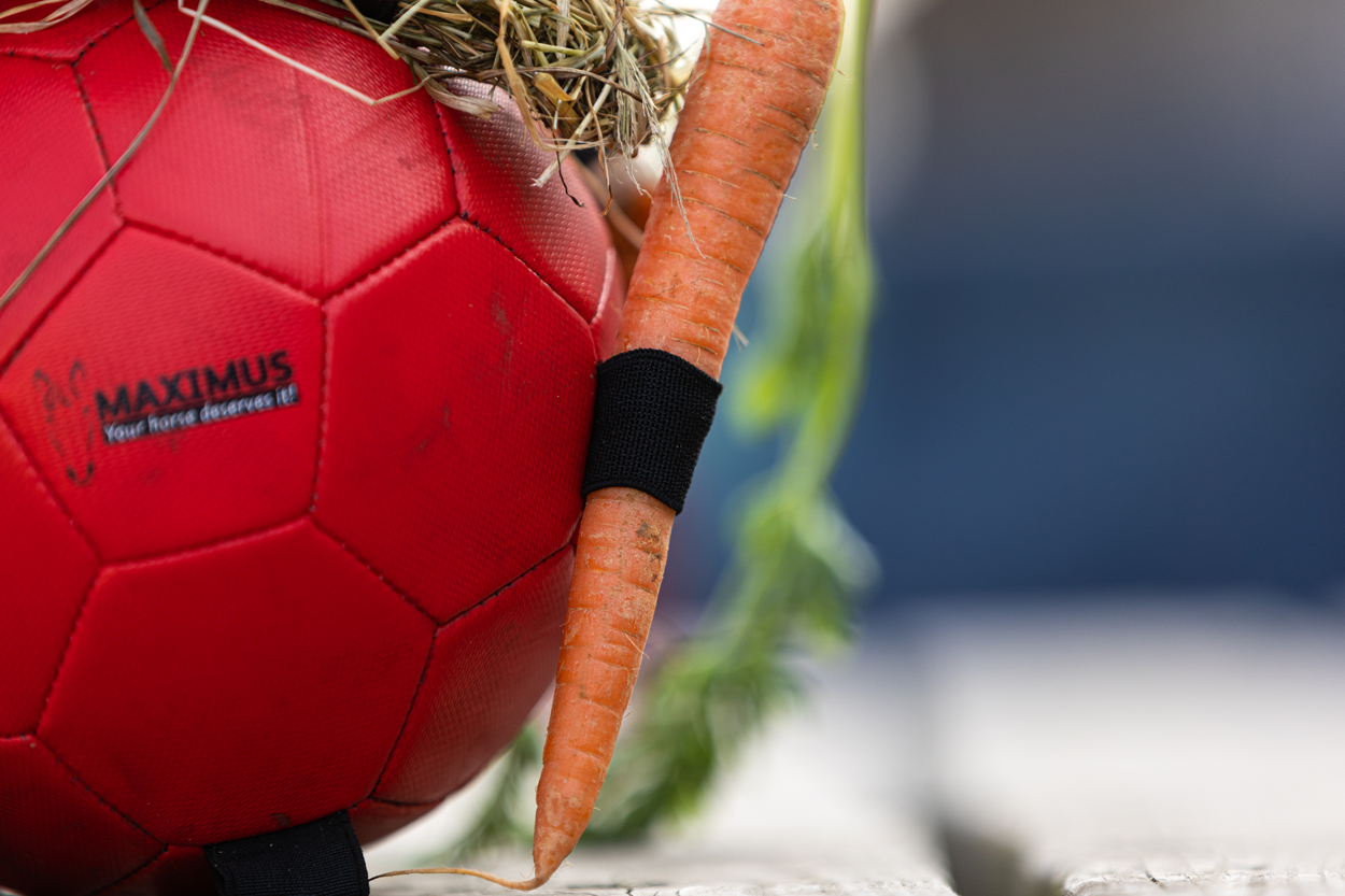 Maximus fun play ball