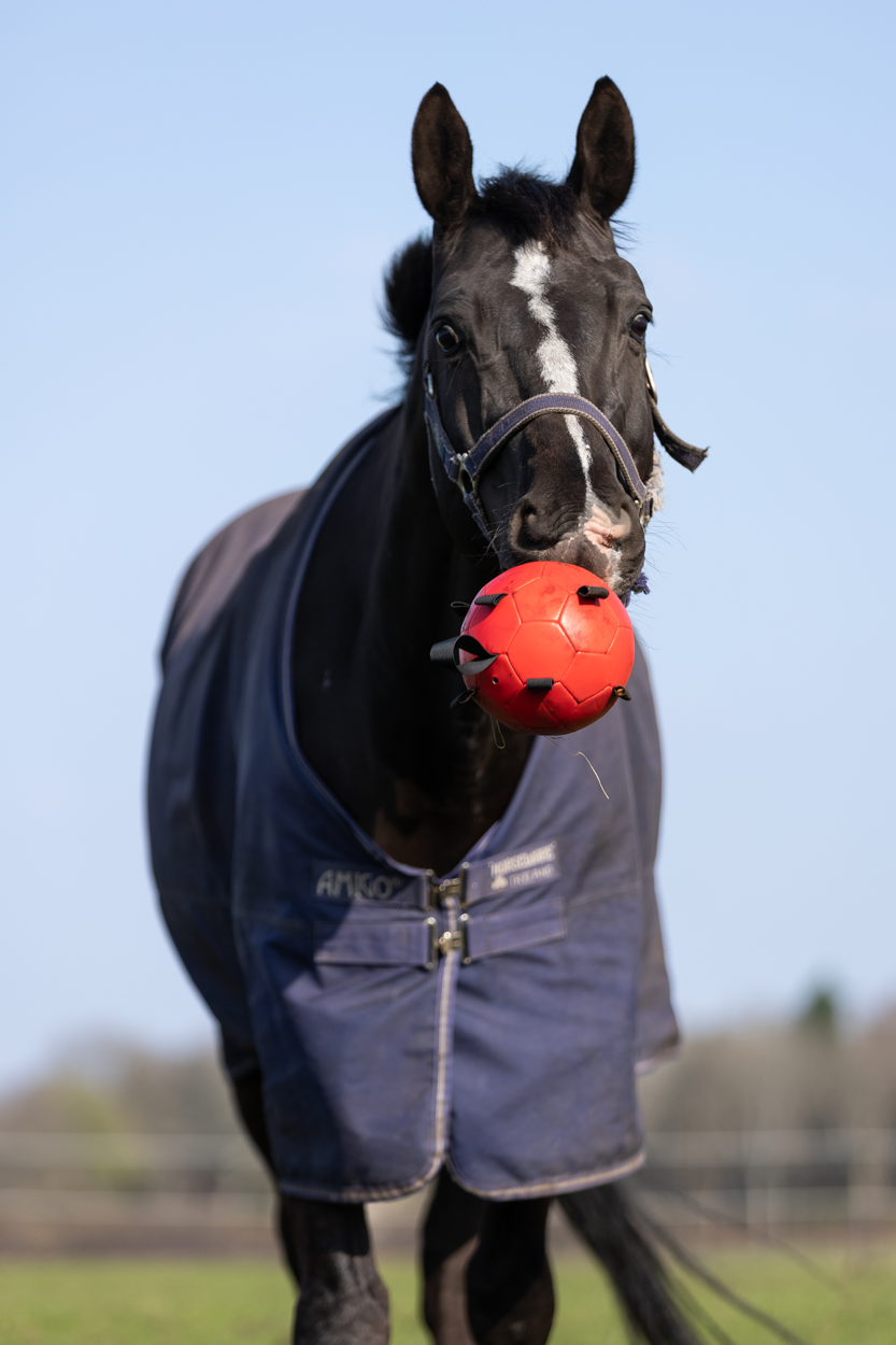 Maximus fun play ball
