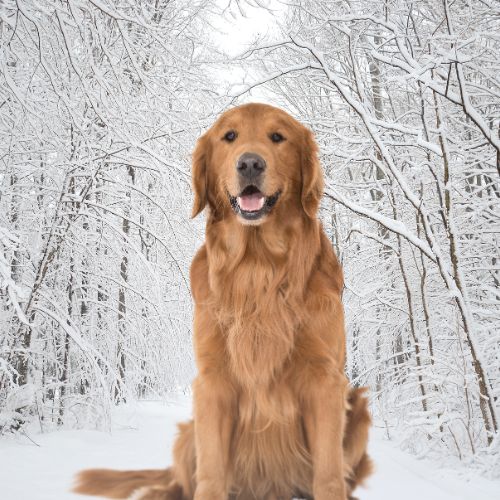 vinter ting til hund refleks jakke til hund beskyttesle af poter mod sne dækken til hund shop online 