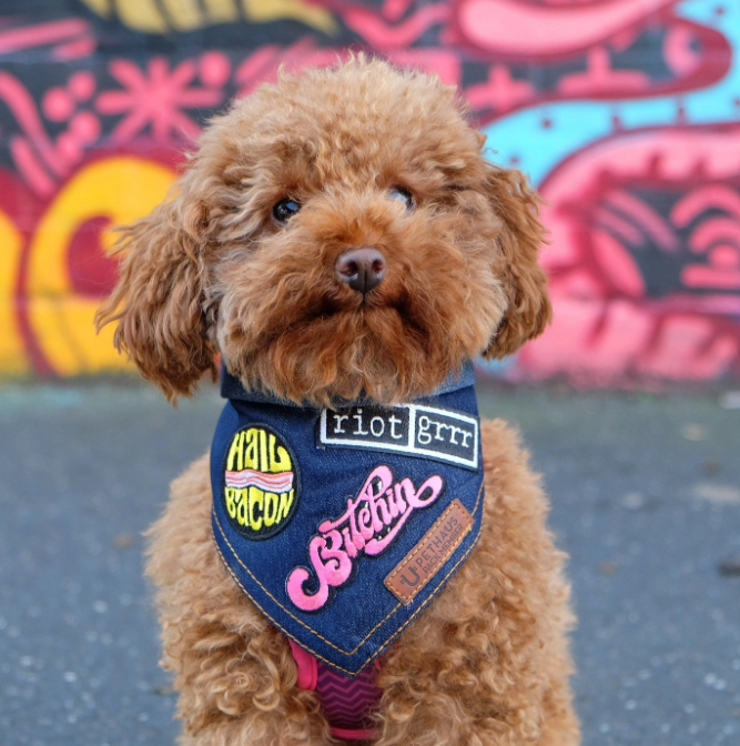 Pethaus Bandana til Hunde