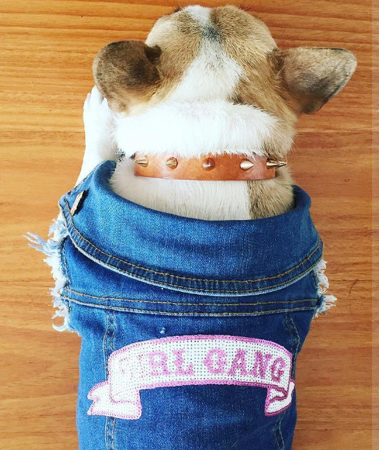 Pethaus Denim Hundevest "Girl gang"