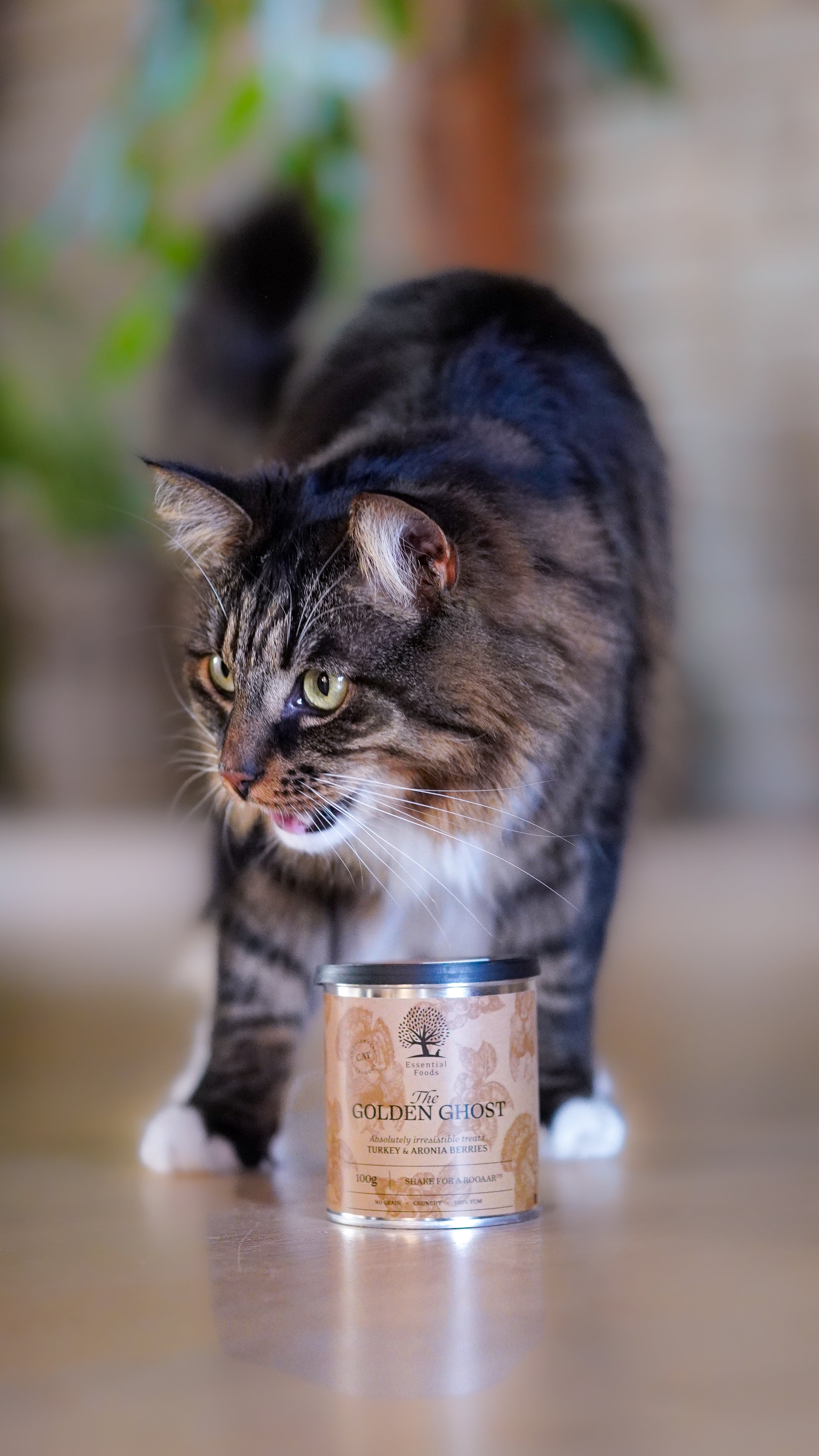 Essential Foods - THE GOLDEN GHOST- Kattegodbidder