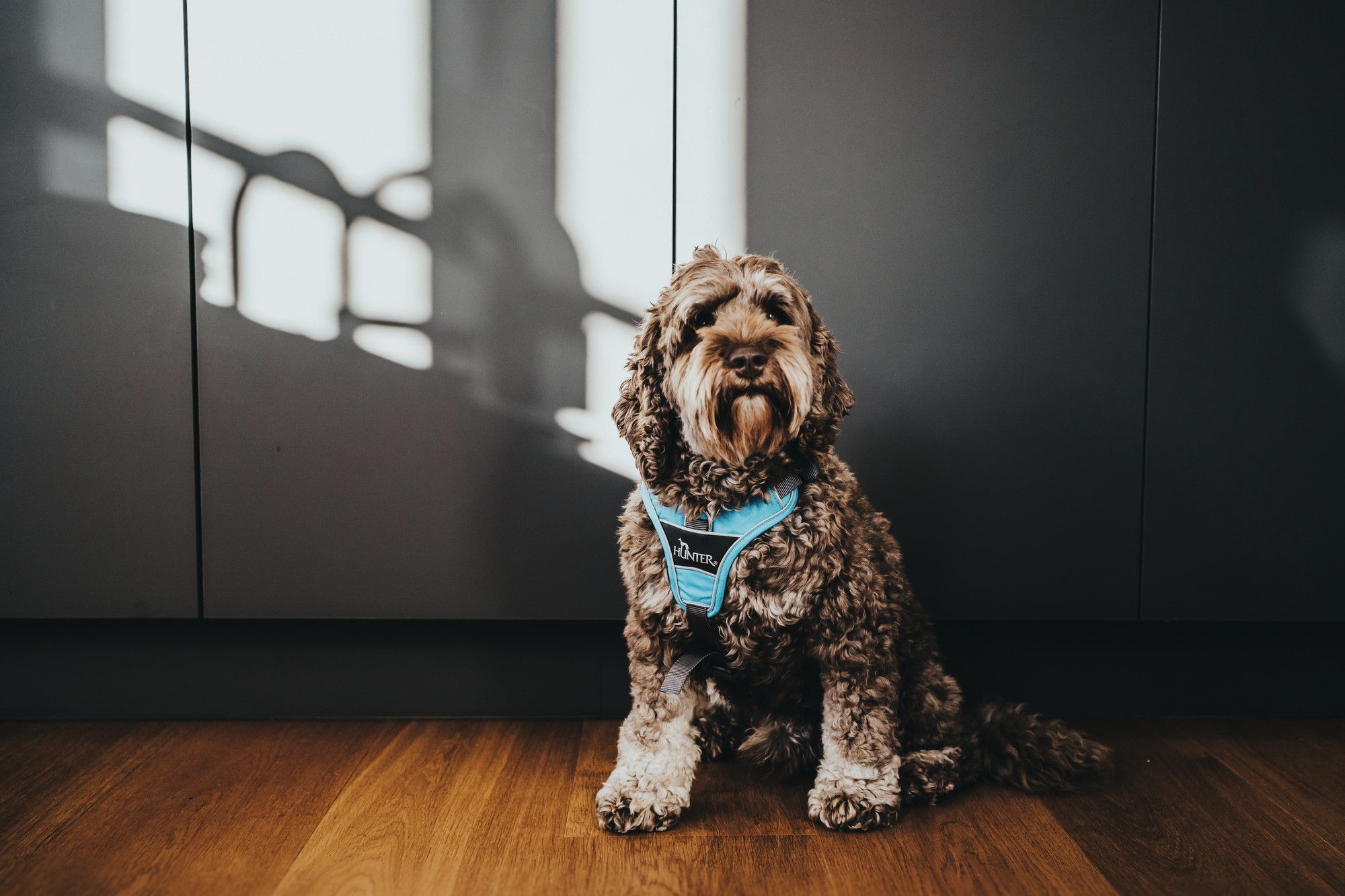 Hunter Divo sele *flere farver*