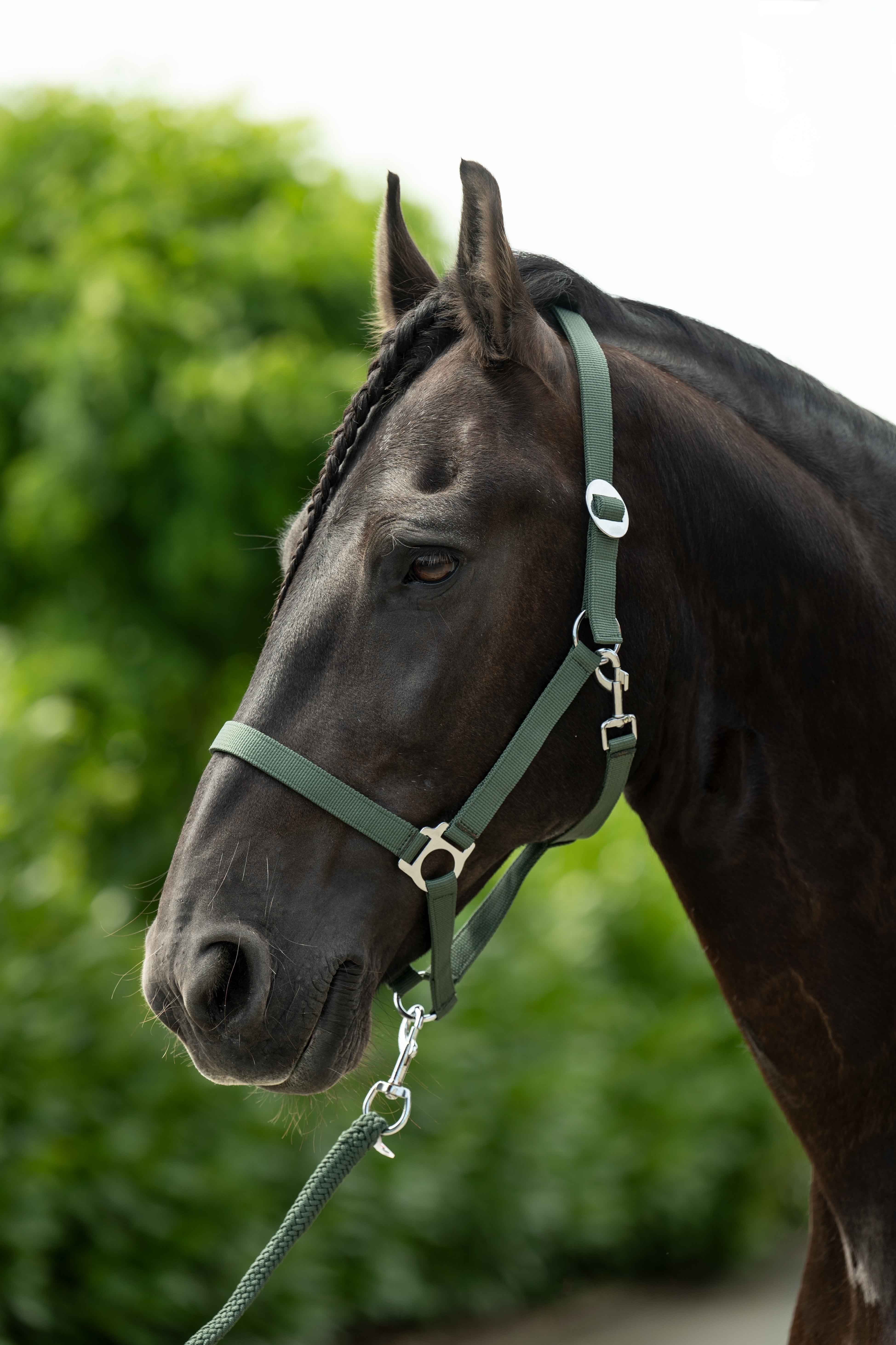 HKM Grime - Stars Economy COB & X-Full