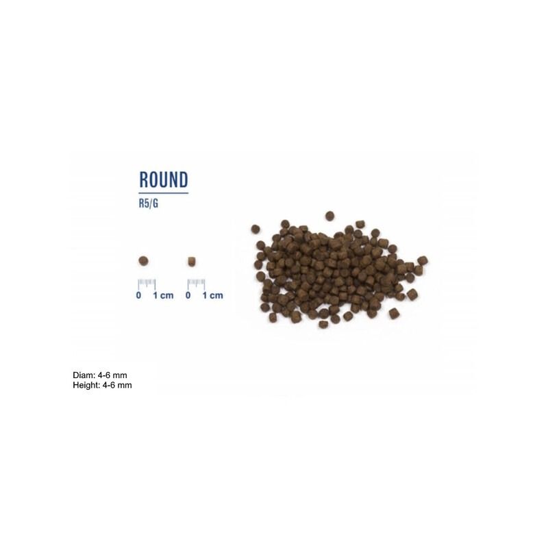 LIVE CAT Kitten 2 kg