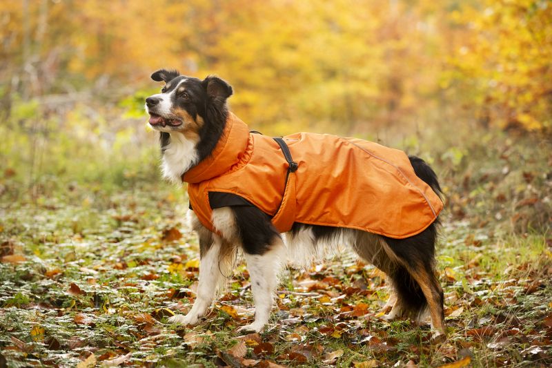 Dogman  Pom vinterjakker