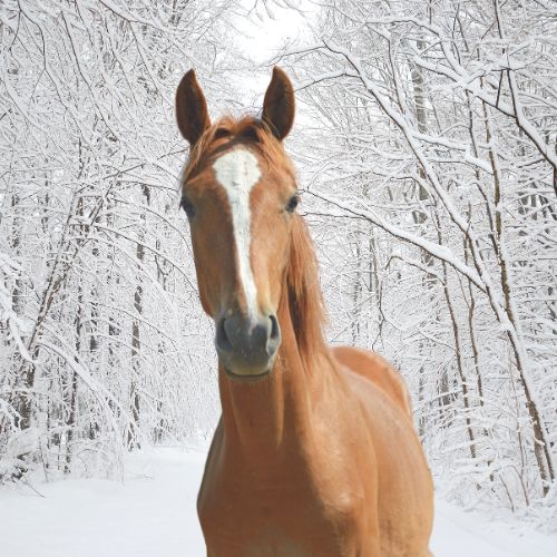 vinter produkter til hest vinterdækken til vinter beskyttelse til hest refleks lys til hest shop online