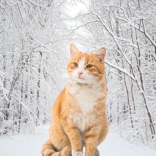 vinter produkter til kat beskyttelse af poter mod frost sne beskyttelse til kat shop online