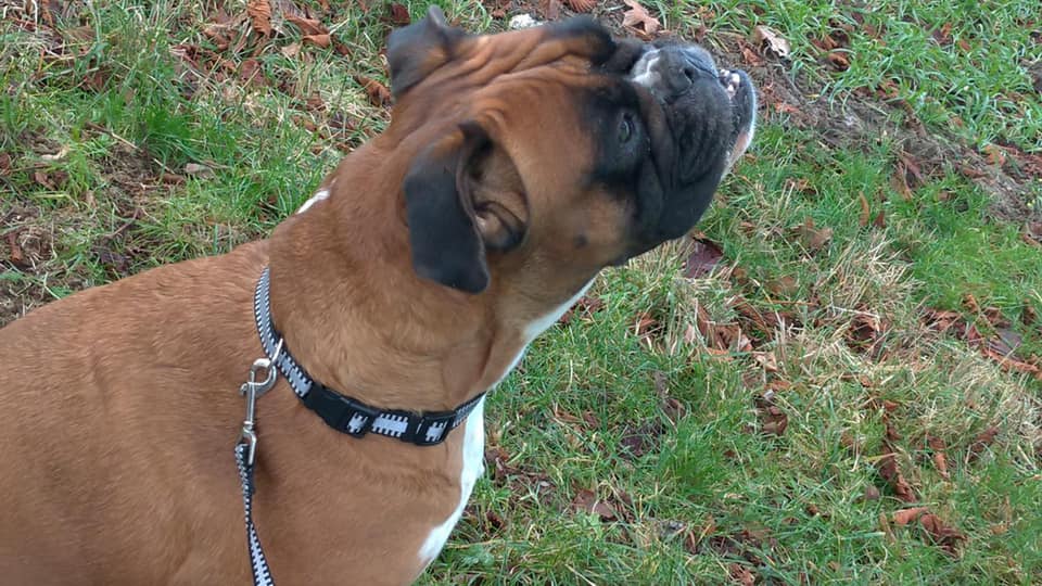 Sæt med refleks halsbånd og line - mellem hund