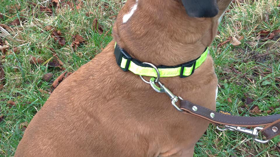 Refleks halsbånd