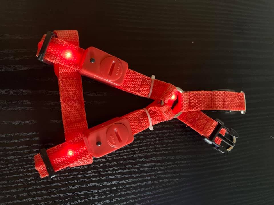 Sele med lys til lille hund