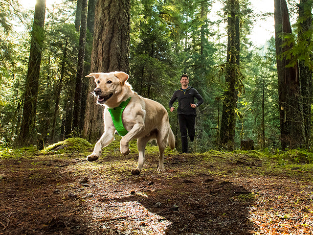 Ruffwear front range sele