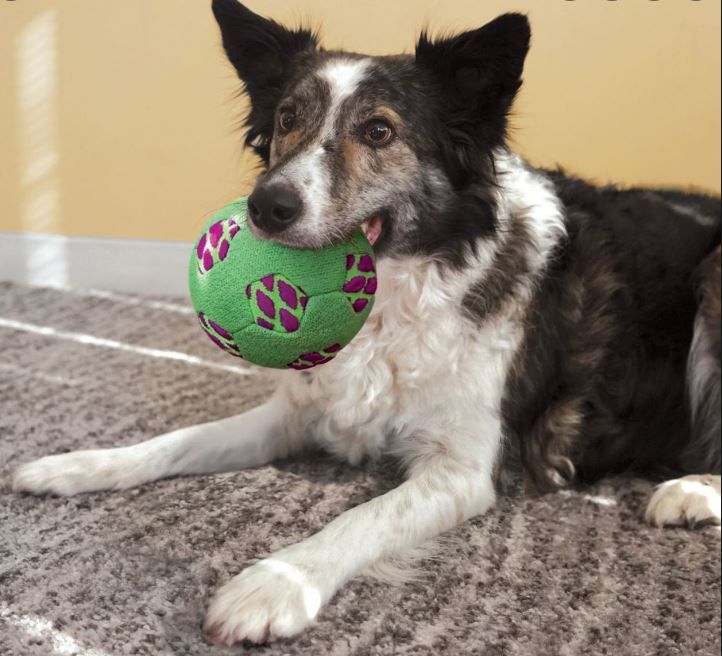 Kong Sneakerz Sport Soccer str M