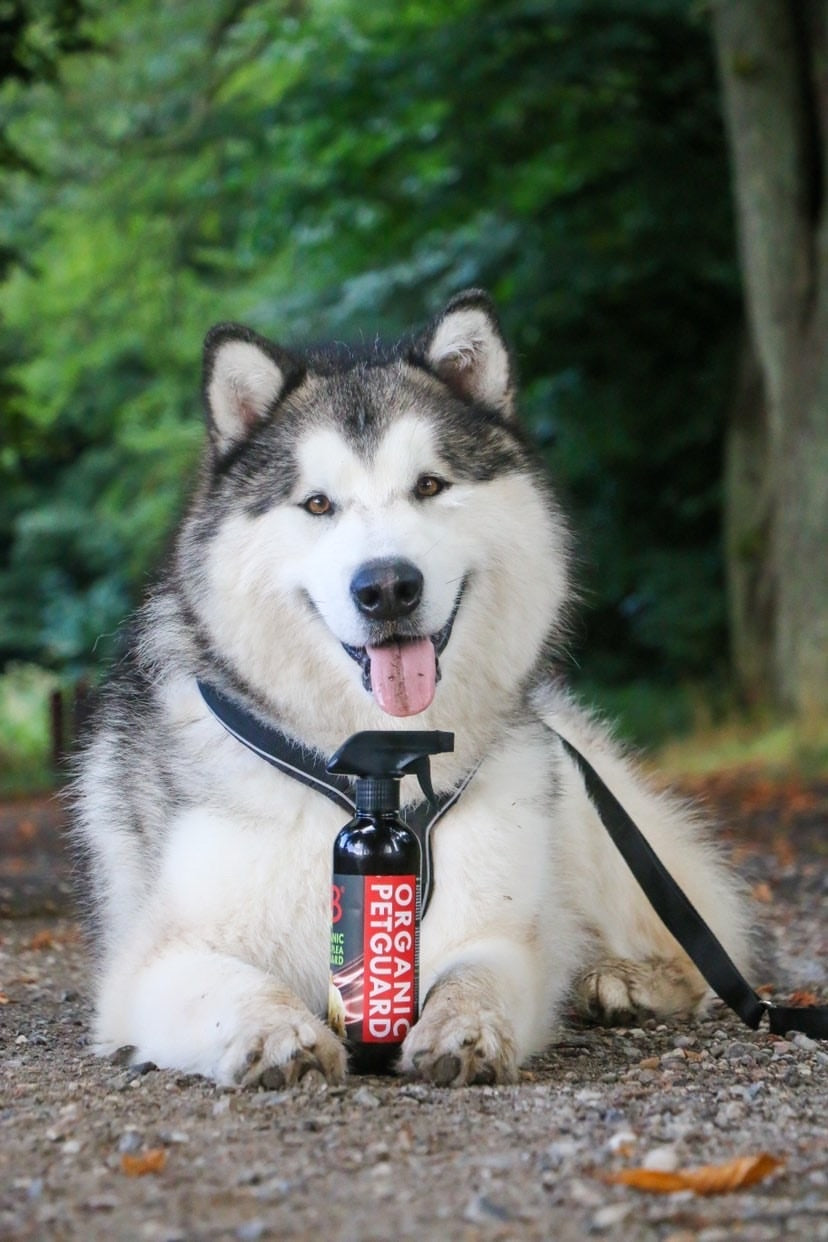 B&B Tick & Flea Pet Guard