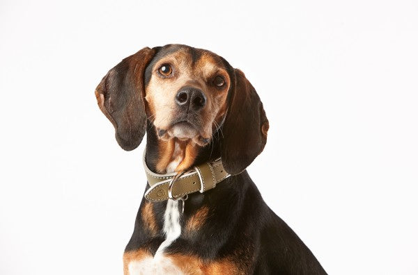 Dogs deli Italiensk Læderhalsbånd