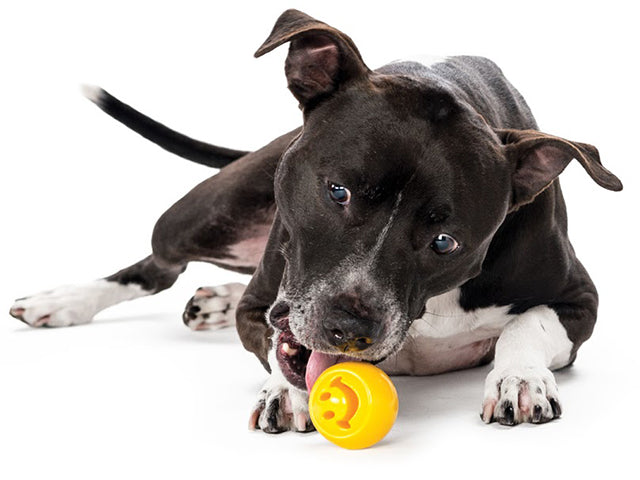 Planet dog Sjov og holdbar legebold