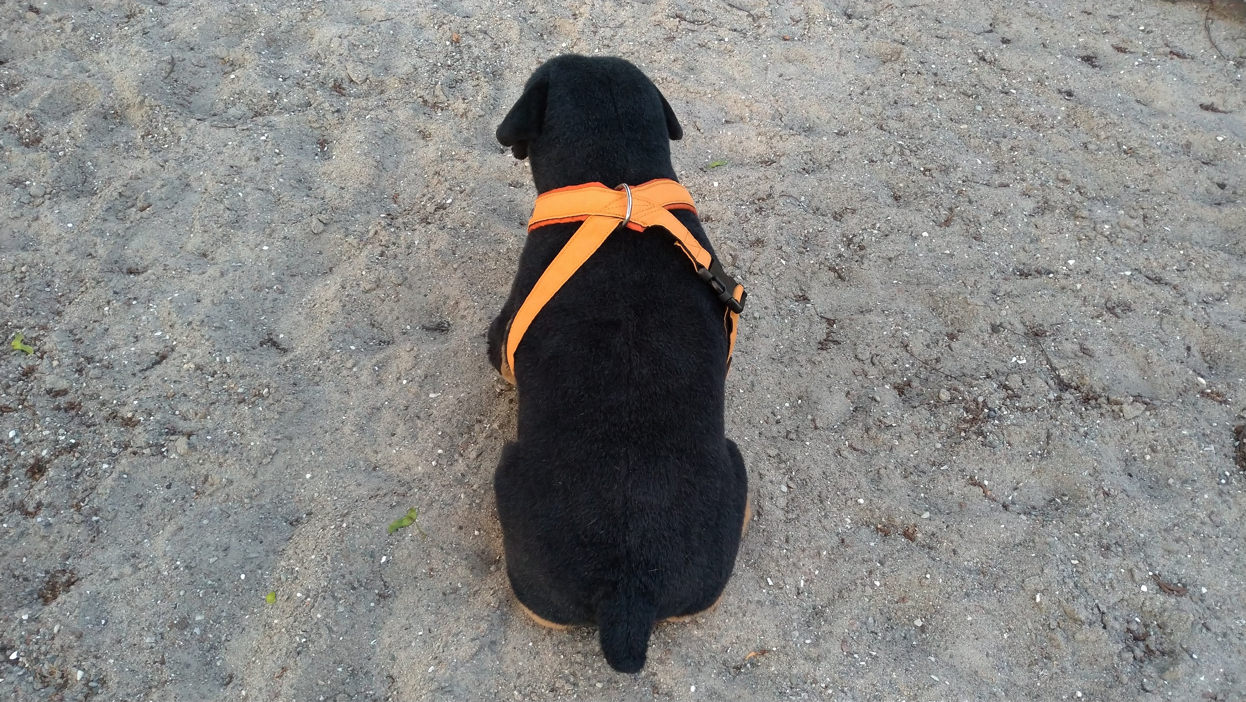 Jokke sele model "pallas"