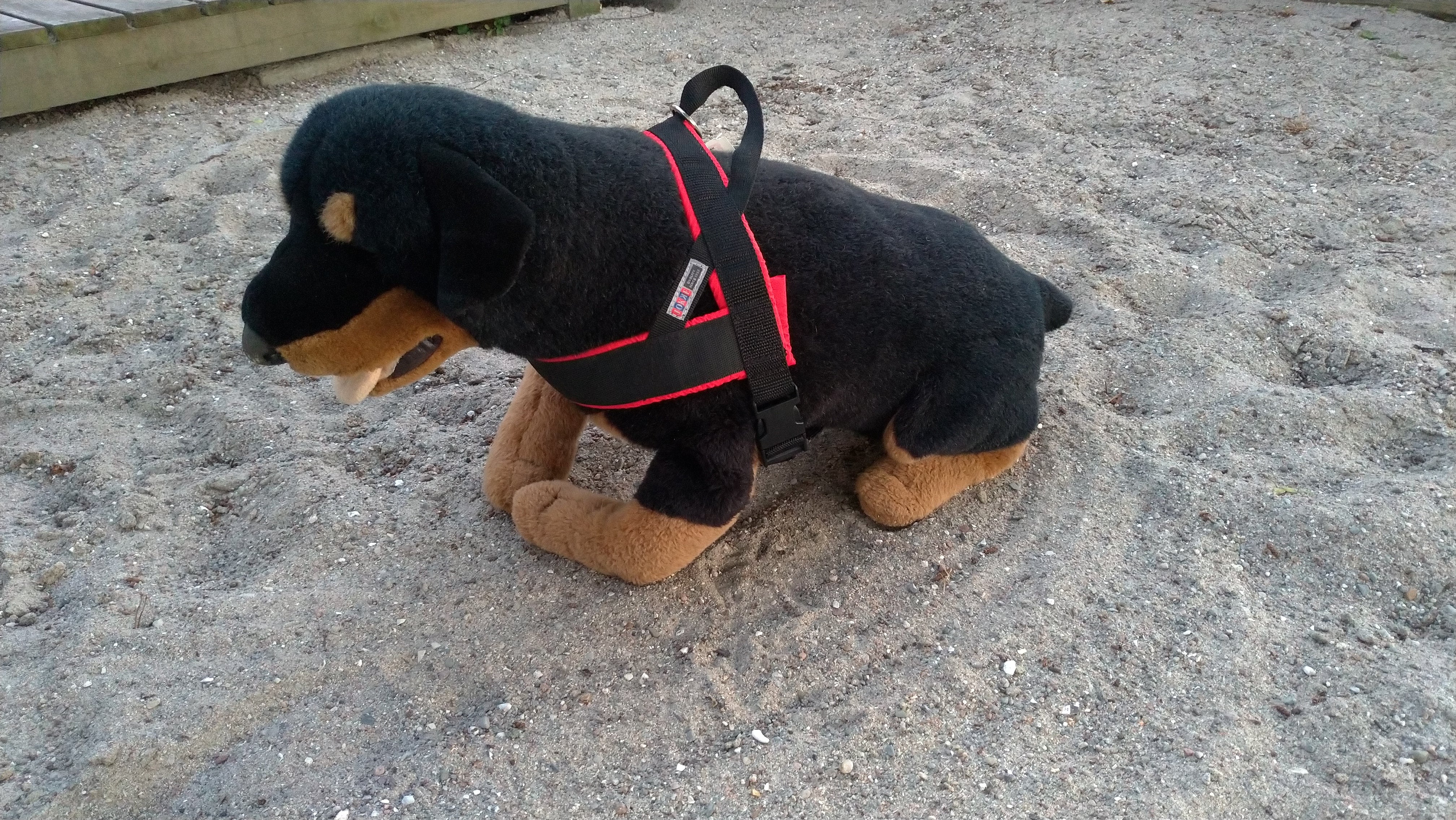 Jokke sele model saana