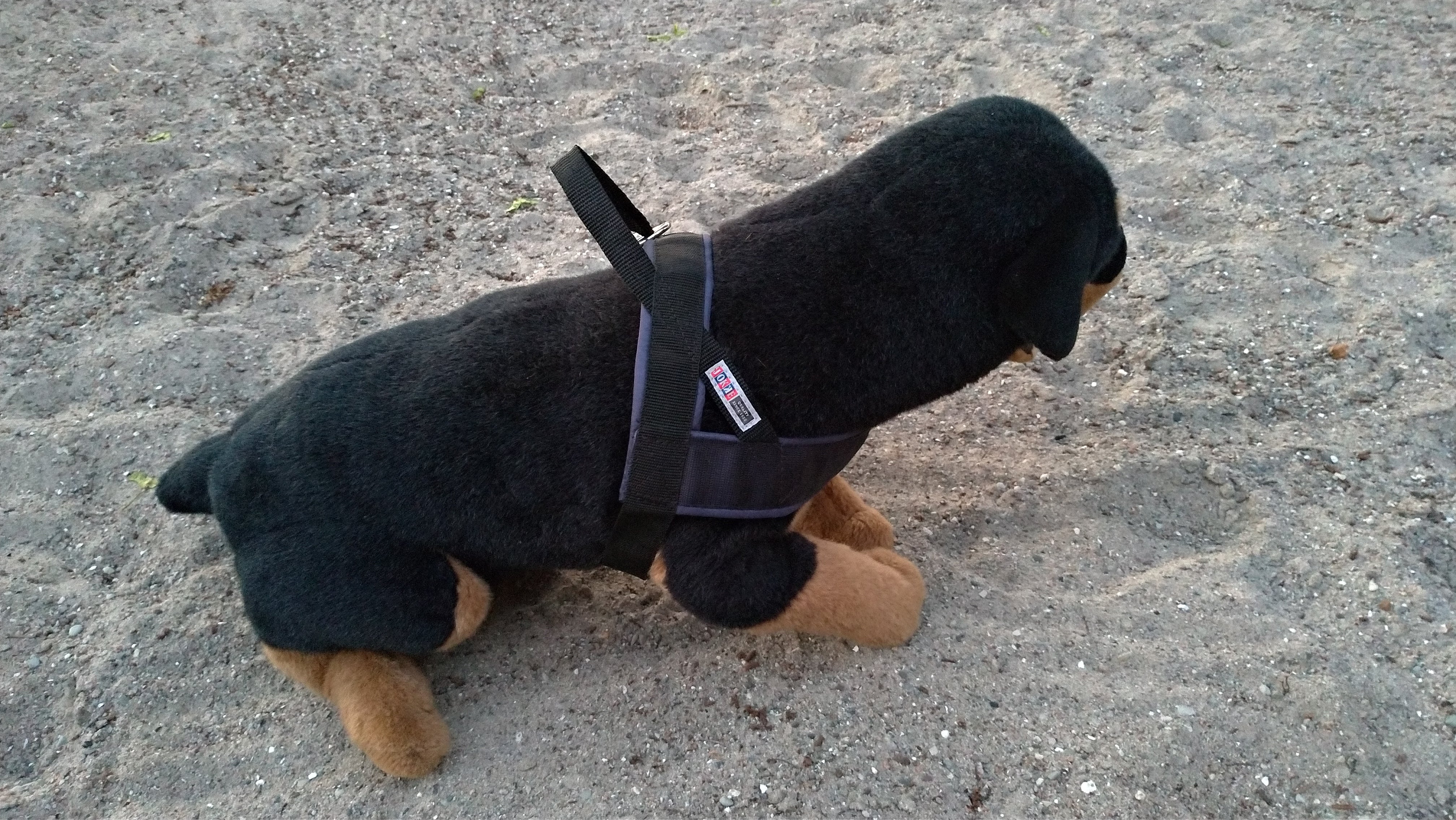 Jokke sele model saana