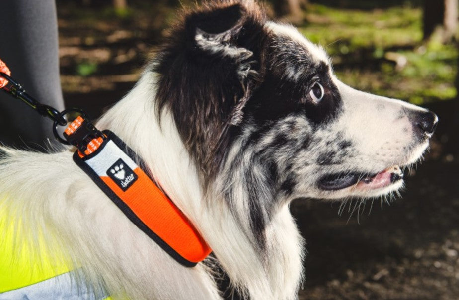 Hurtta  Dazzle Halsbånd
