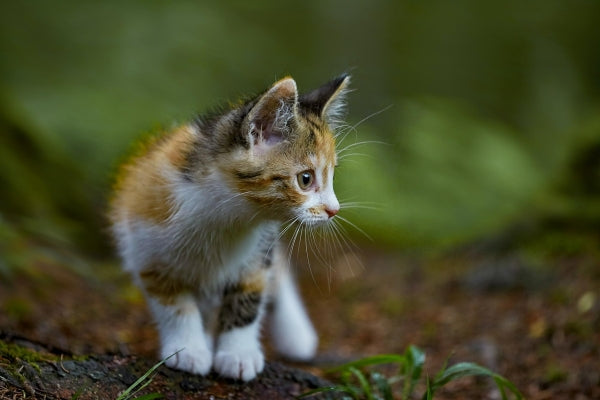 Essential Foods THE LITTLE LION